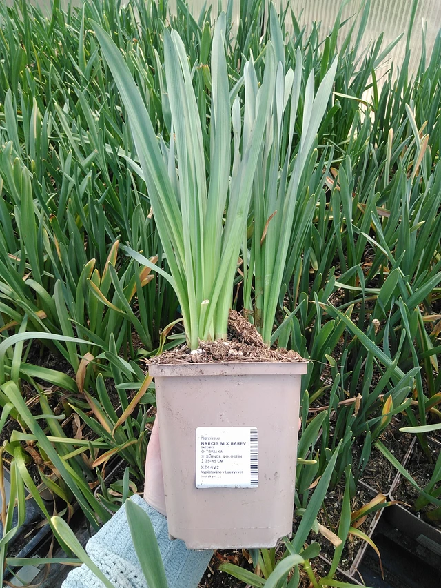 Narciso Mix - 15. 5. 2025