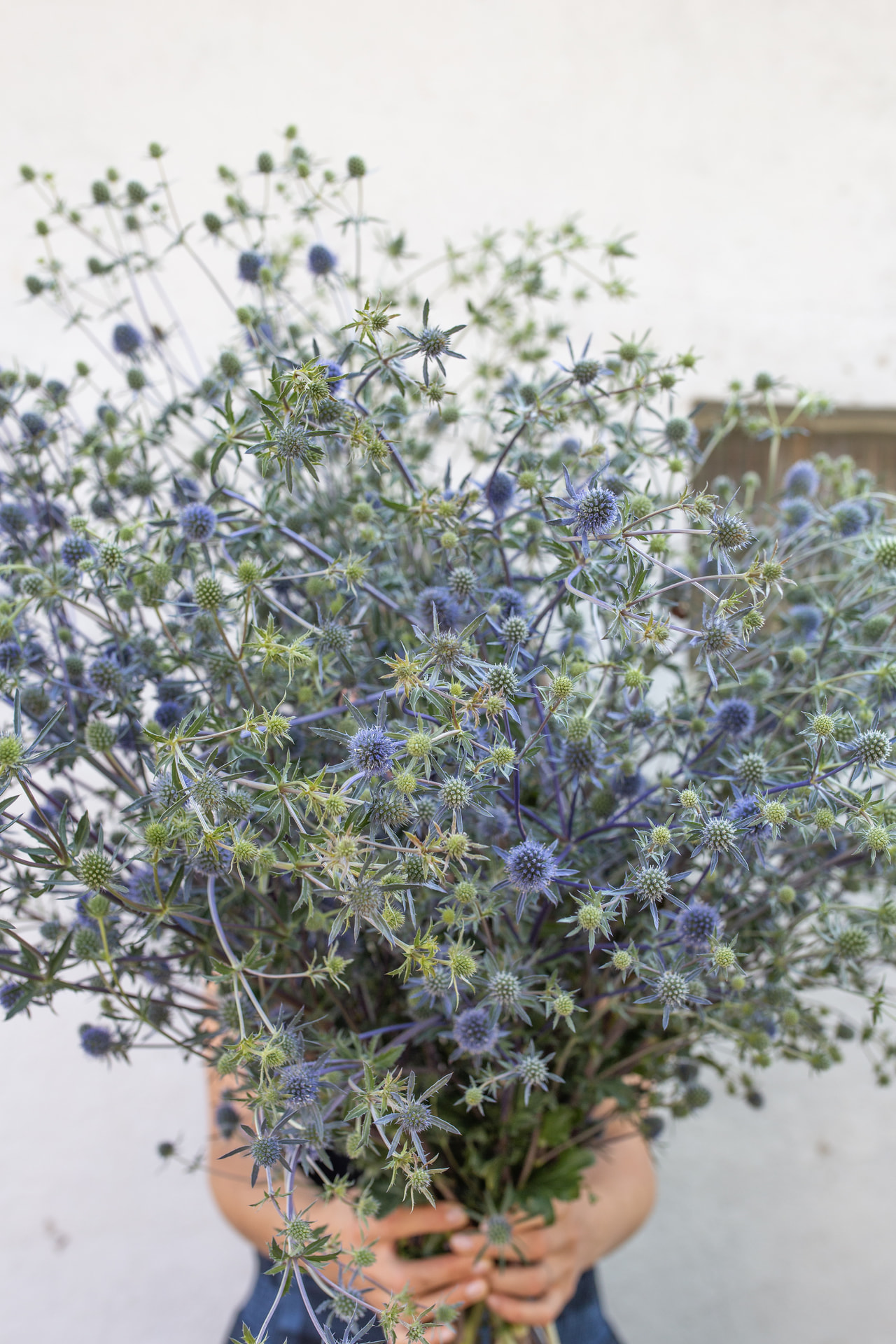 Platte kruisdistel, Loukykvět