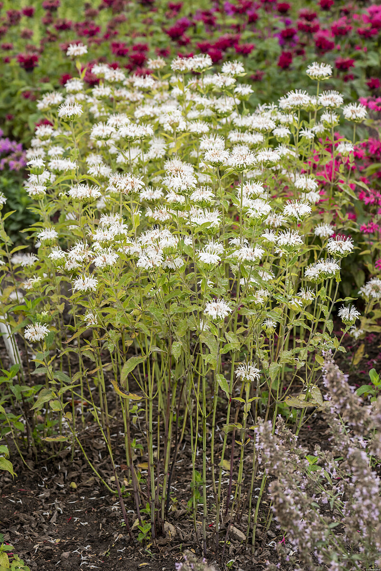 Väriminttu Schneewittchen, Loukykvět