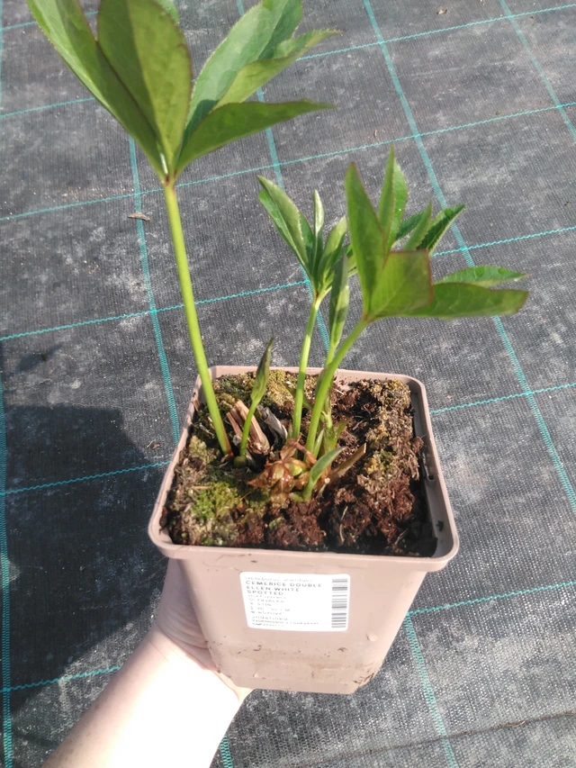 Jouluruusu Double Ellen White Spotted - 3. 4. 2025