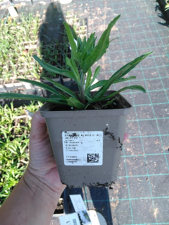 Stokesia Klaus Jelitto - 19. 8. 2025