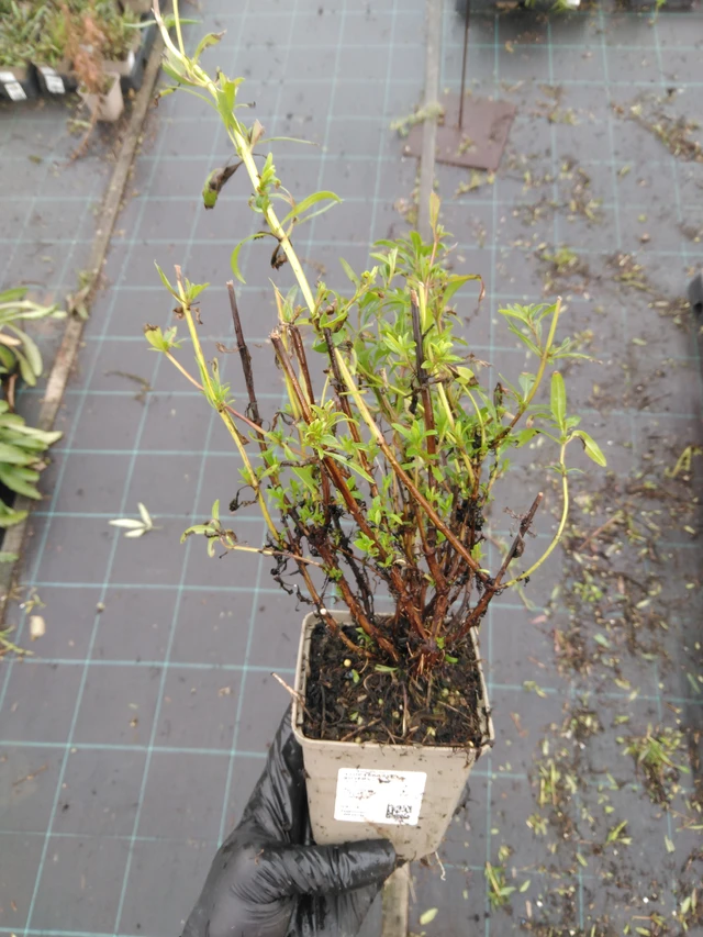 Hisopo Roseus - 23. 10. 2025