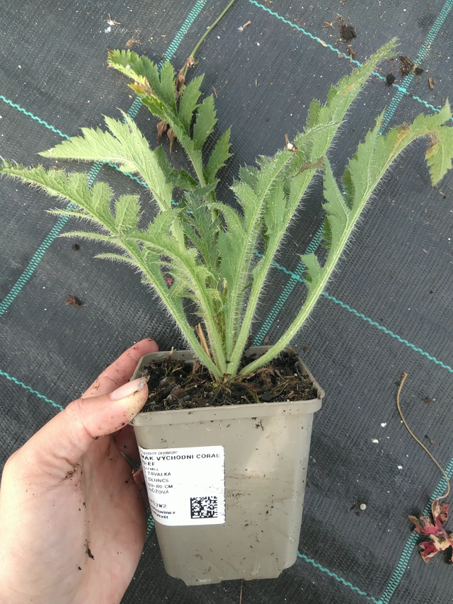 Idänunikko Coral Reef - 11. 7. 2025