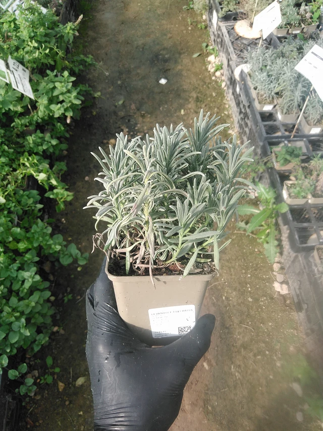 Laventeli Edelweiss - 13. 10. 2025