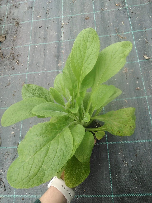 Foxglove Sutton’s Apricot - 17. 7. 2025