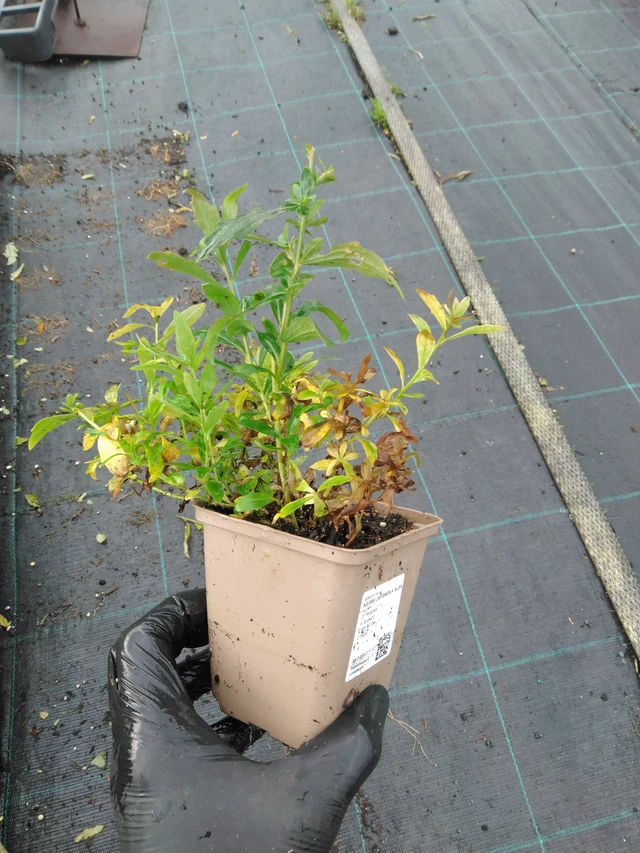 Tiukuasteri Alba - 23. 10. 2025