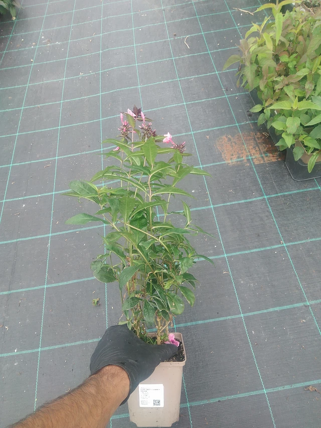 Syysleimu Sweet Summer Dream - 10. 9. 2025