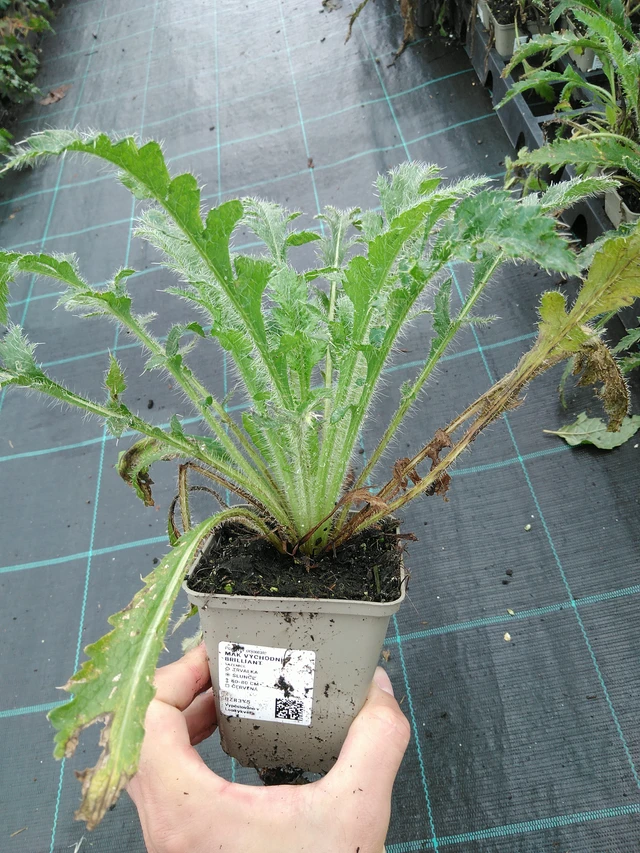 Idänunikko Brilliant - 28. 7. 2025