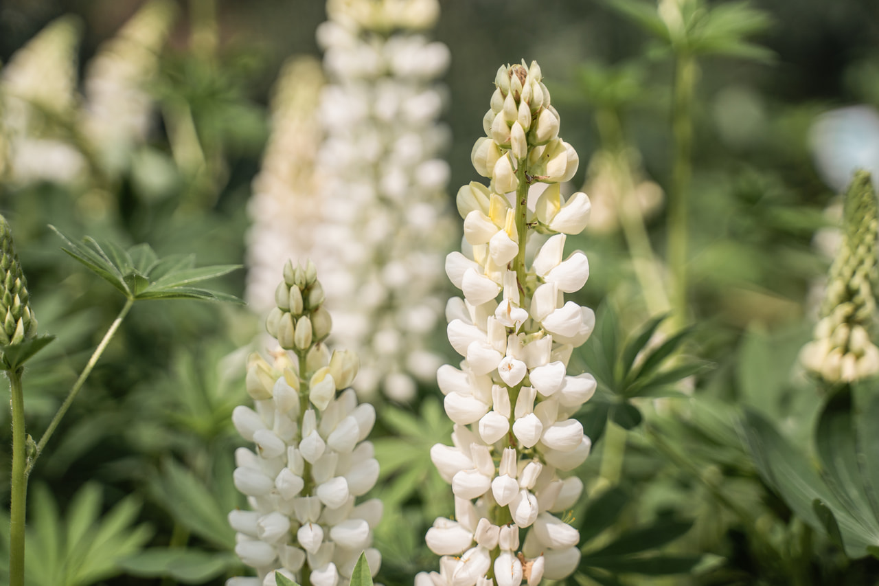 Lupino Gallery White, Loukykvět