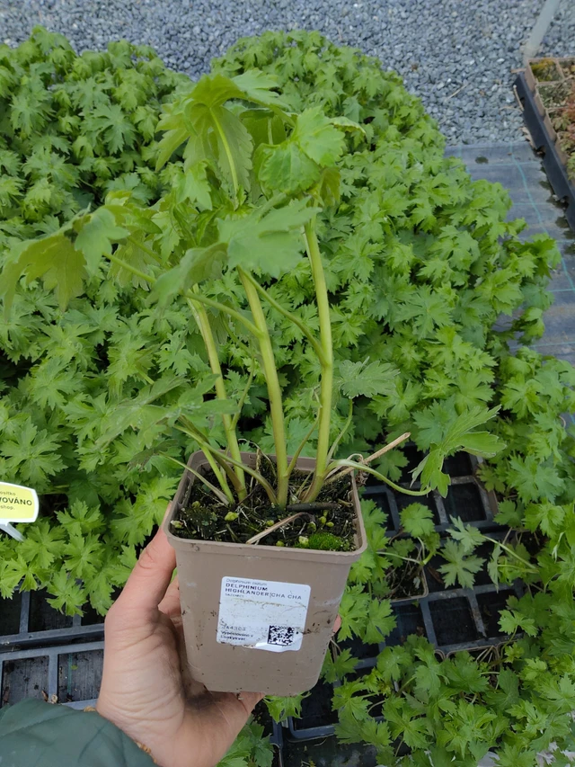 Espuela de caballero Highlander Cha Cha - 21. 4. 2026