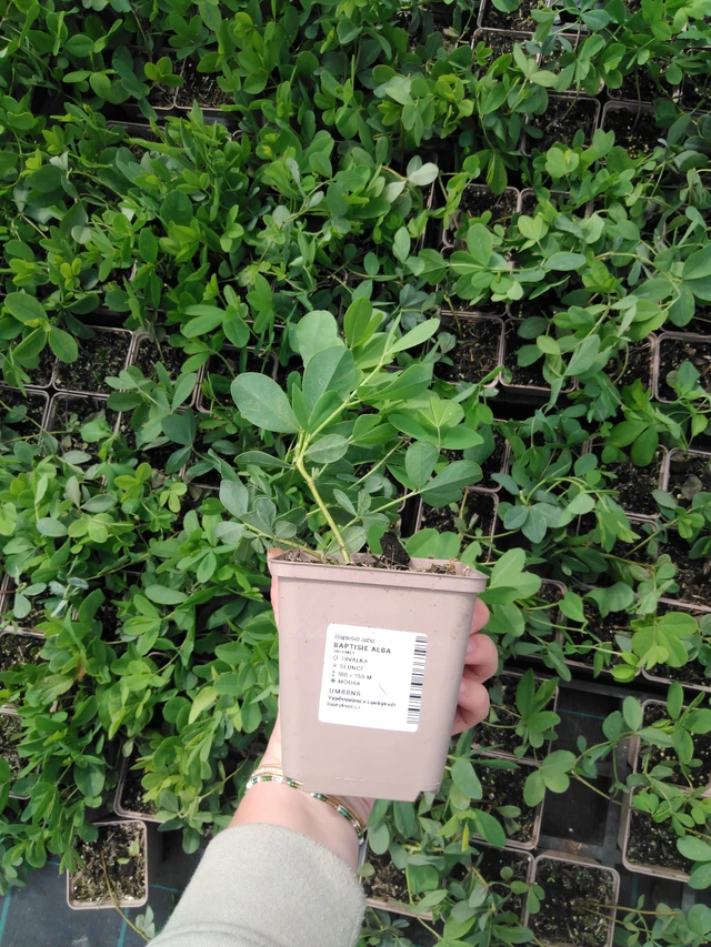 Valkovaleindigo - 2024