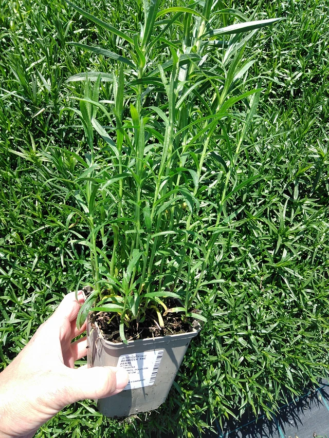 Kärsämö The Pearl - 13. 5. 2025