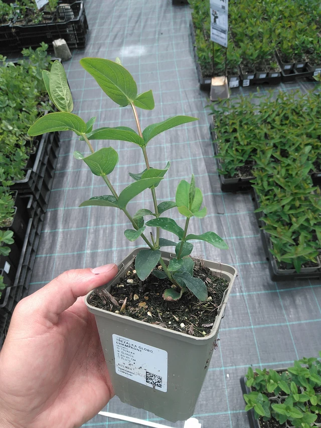 Hipérico Globo Champagne - 24. 6. 2025