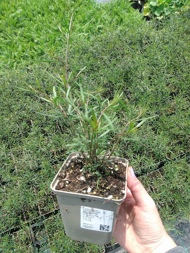 Coreopsis Moonbeam - 9. 6. 2025