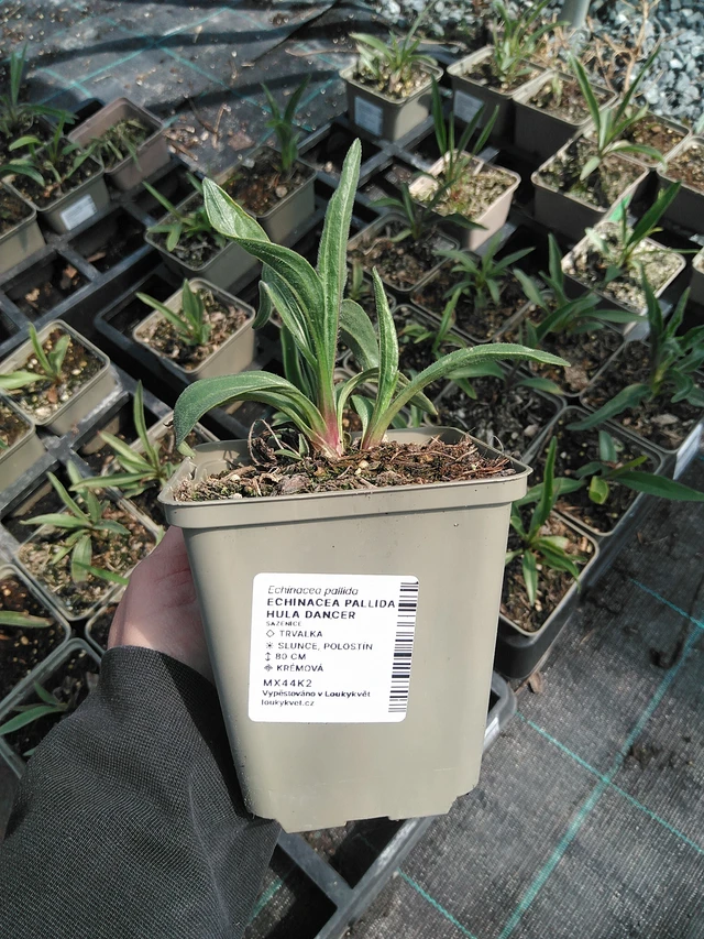 Punahattu Hula Dancer - 13. 5. 2025