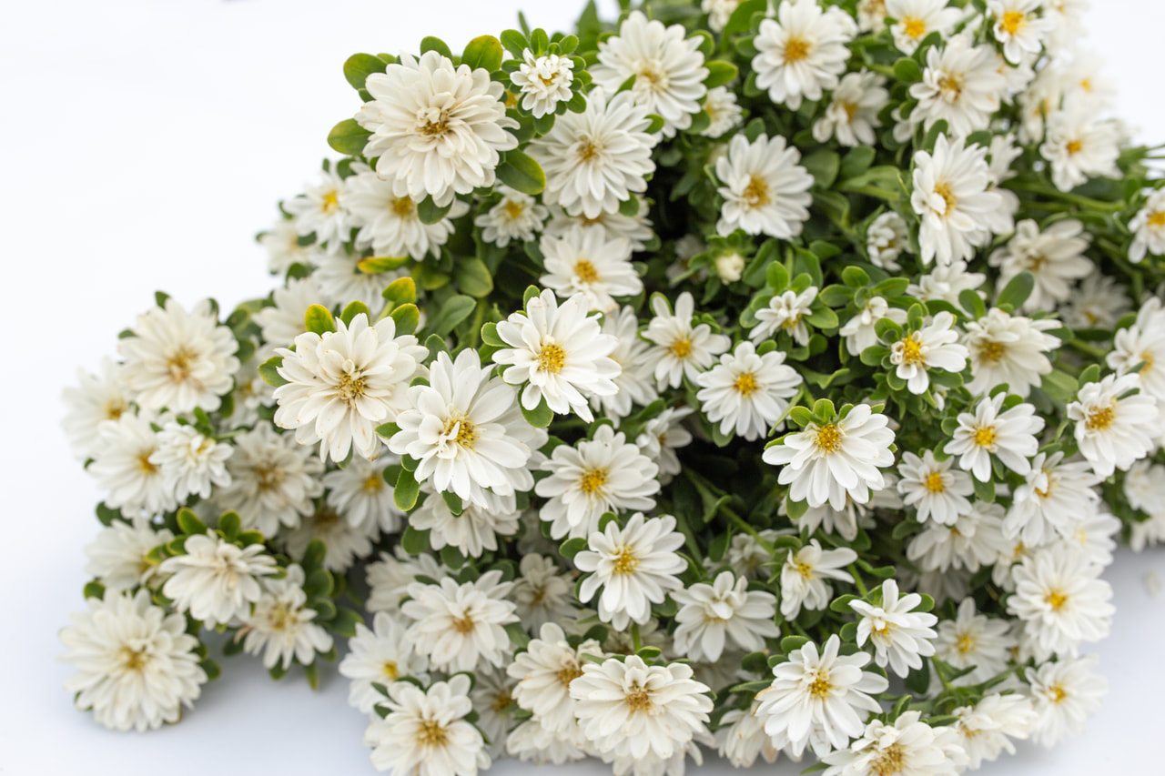 Kiinanasteri Serenade White, Loukykvět