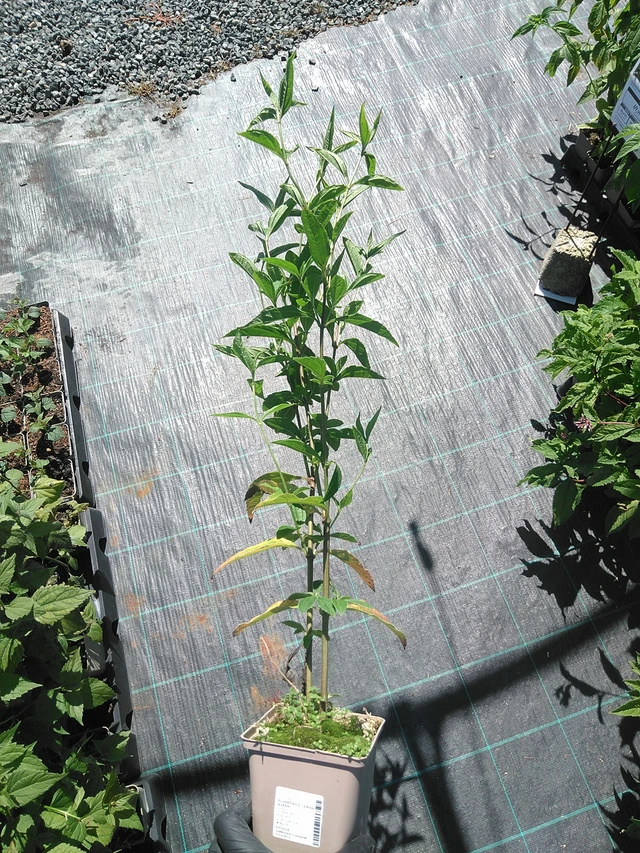 Auringonkukka Lemon Queen - 19. 8. 2025