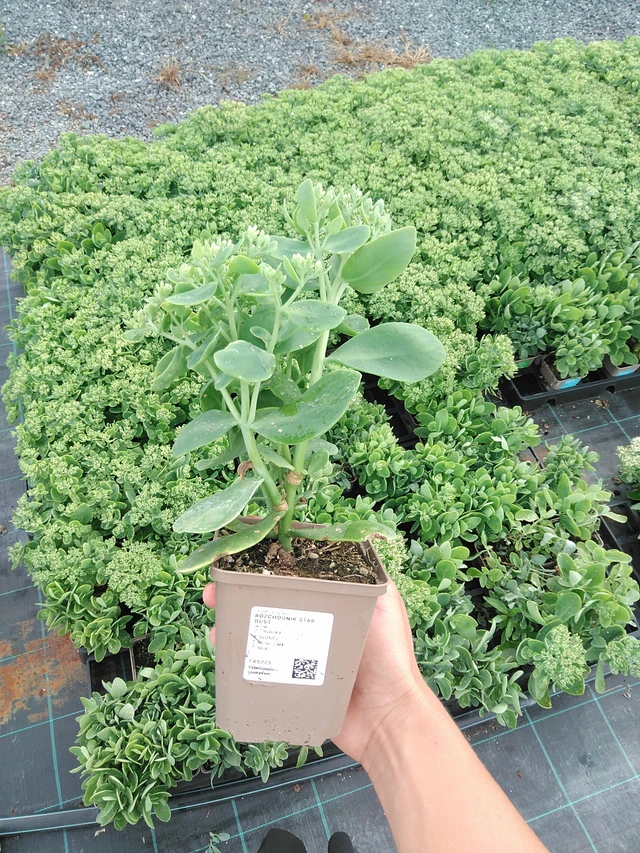 Komeamaksaruoho Star Dust - 10. 9. 2025