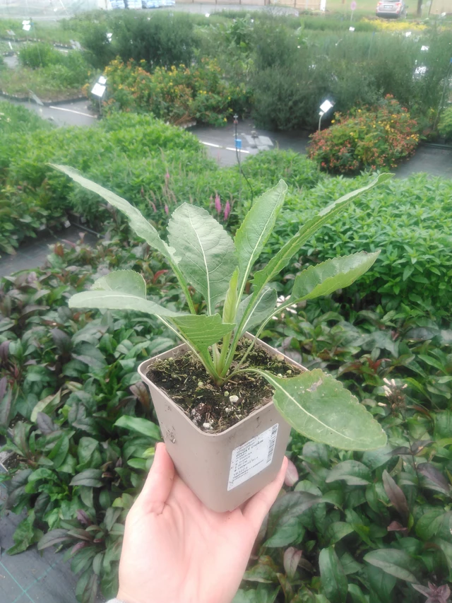 Preeriahelmikki - 2024