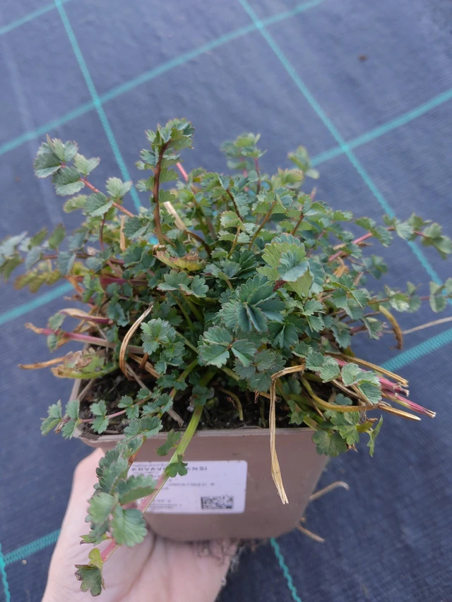 Pikkuluppio - 27. 3. 2026