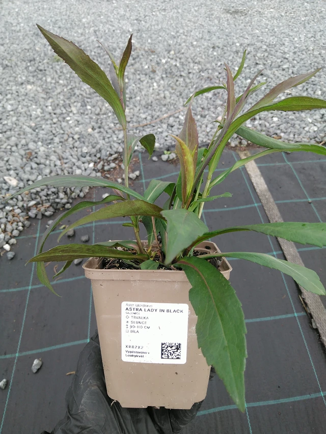 Asteri Lady in Black - 10. 9. 2025