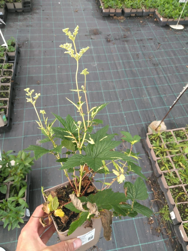 Filipendula Variegata - 25. 7. 2025