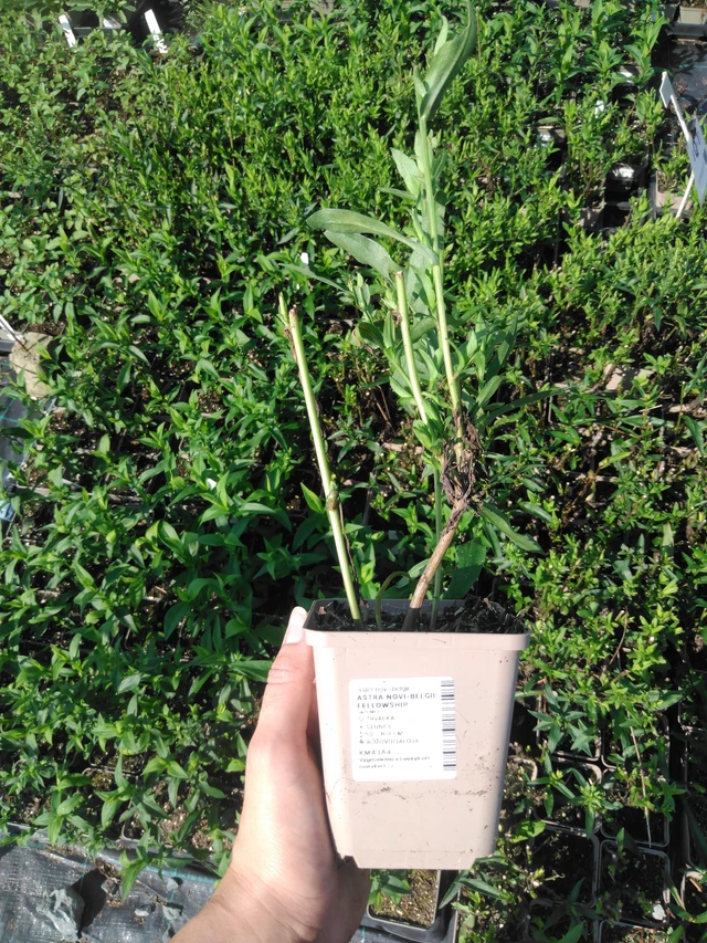 Syysasteri Fellowship - 2024