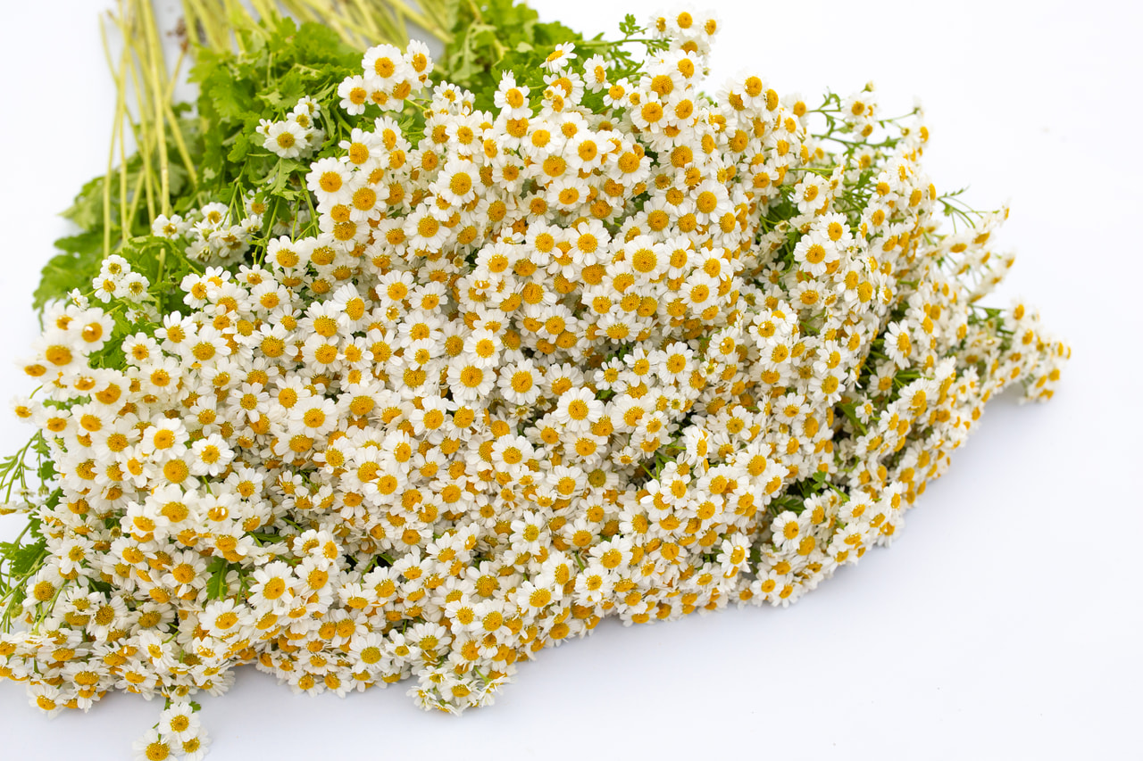 Reunuspietaryrtti Tetra White Single, Loukykvět