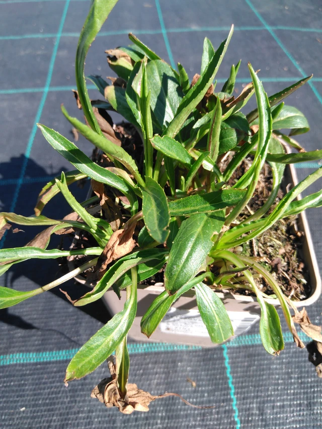 Kellopeippi Rosea - 3. 4. 2025