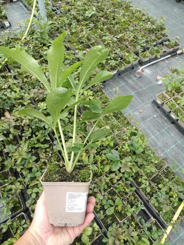 Jouluruusu Pretty Ellen White Spotted - 2024