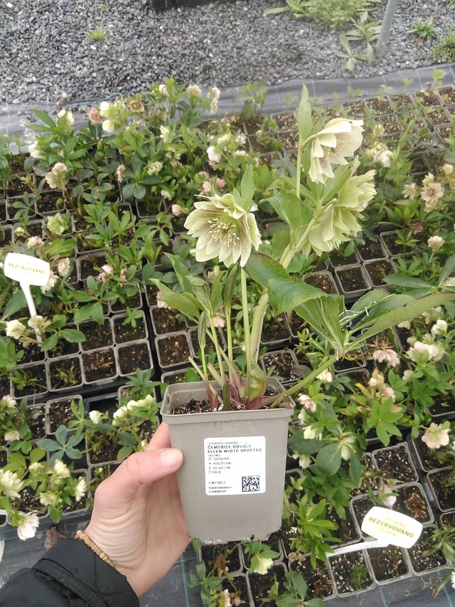 Jouluruusu Double Ellen White Spotted - 20. 4. 2026