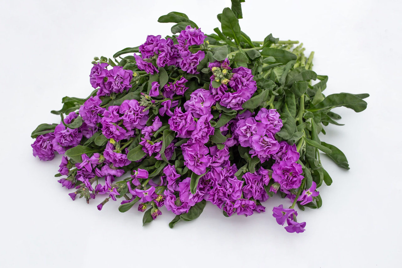 Levkoja Quartet Blue, Loukykvět