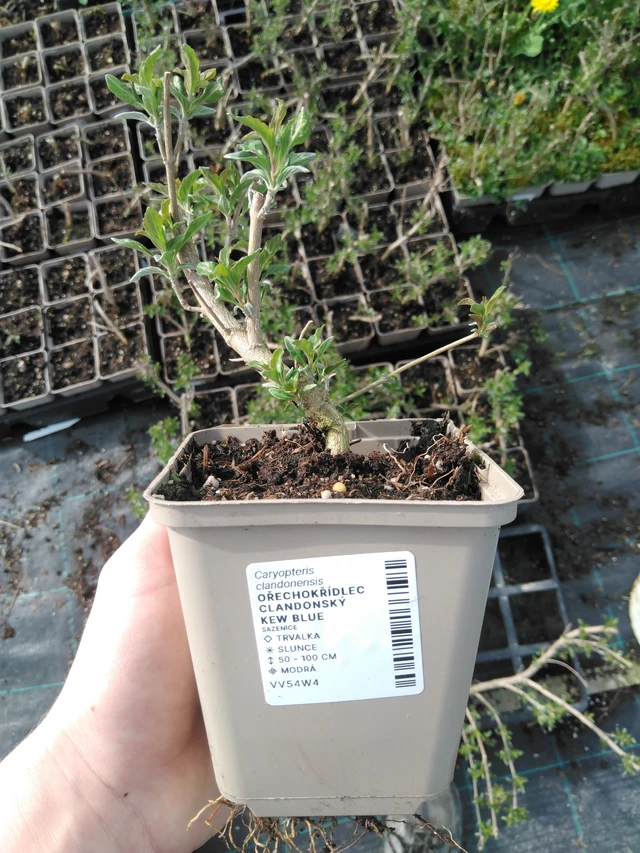 Caryopteris Kew Blue - 2024