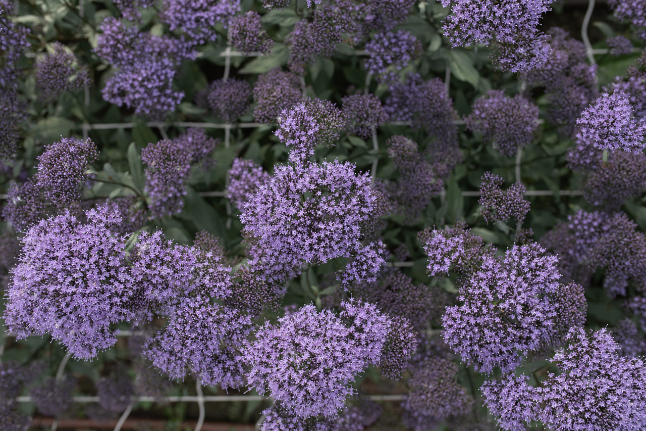 Halskruid Lake Michigan Blue, Loukykvět