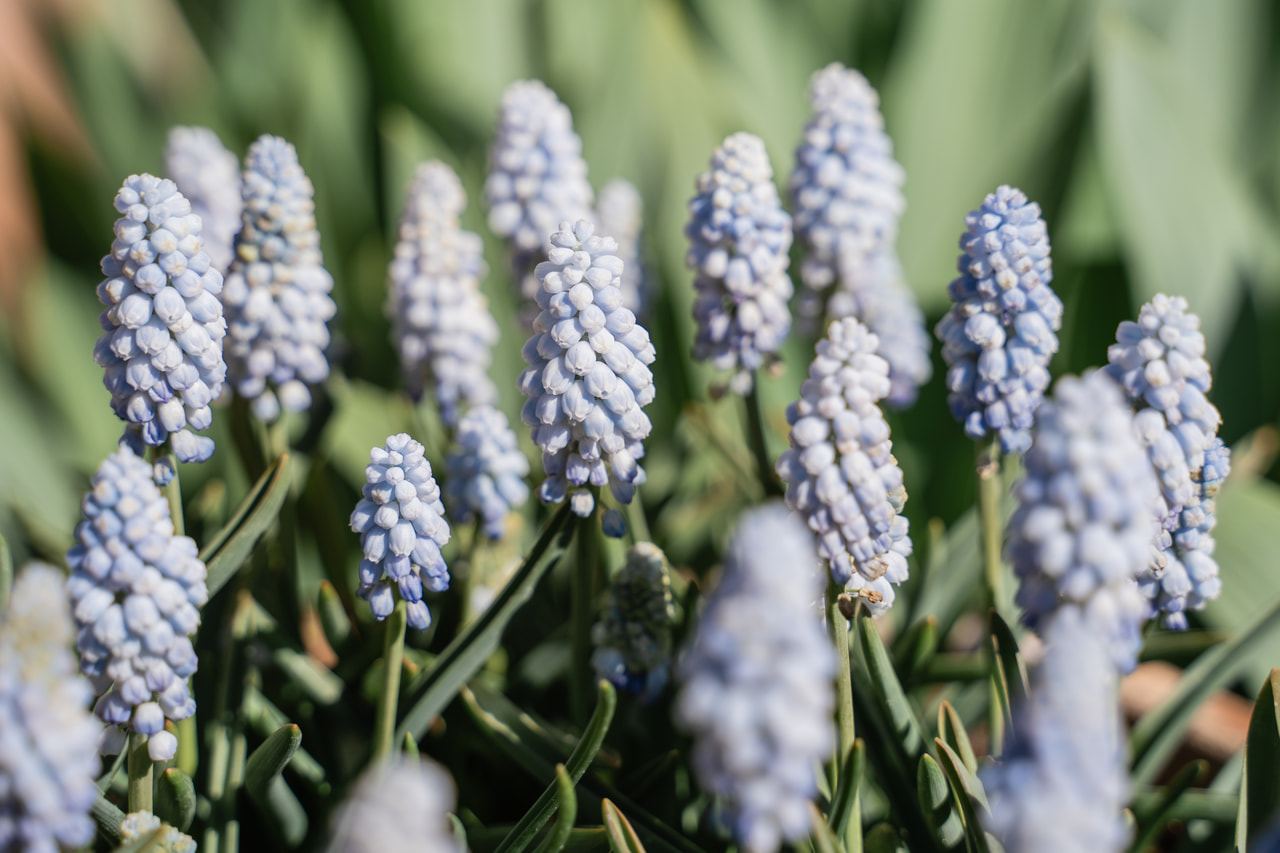 Grape Hyacinth Baby’s Breath, Loukykvět