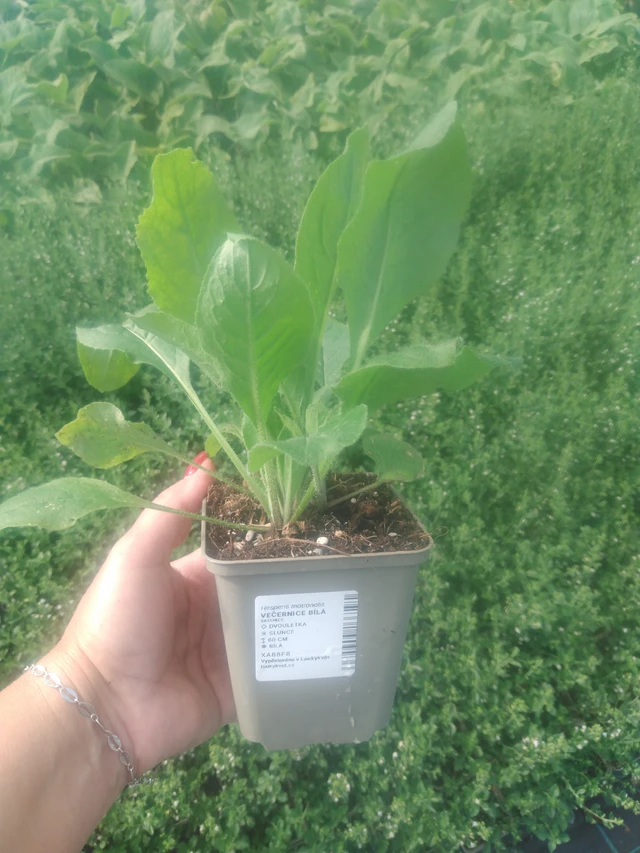 Illakko valkoinen - 2024