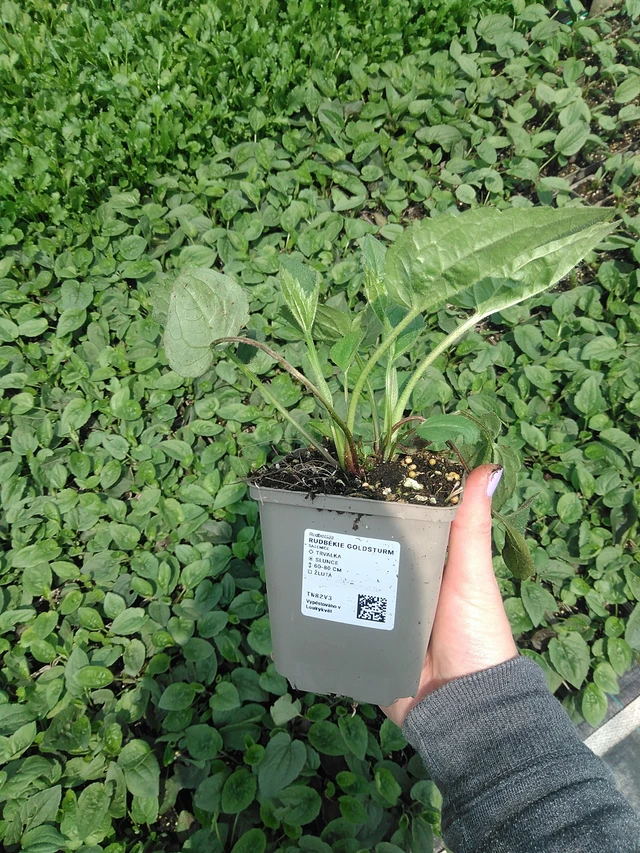 Sädepäivänhattu Goldsturm - 9. 6. 2025