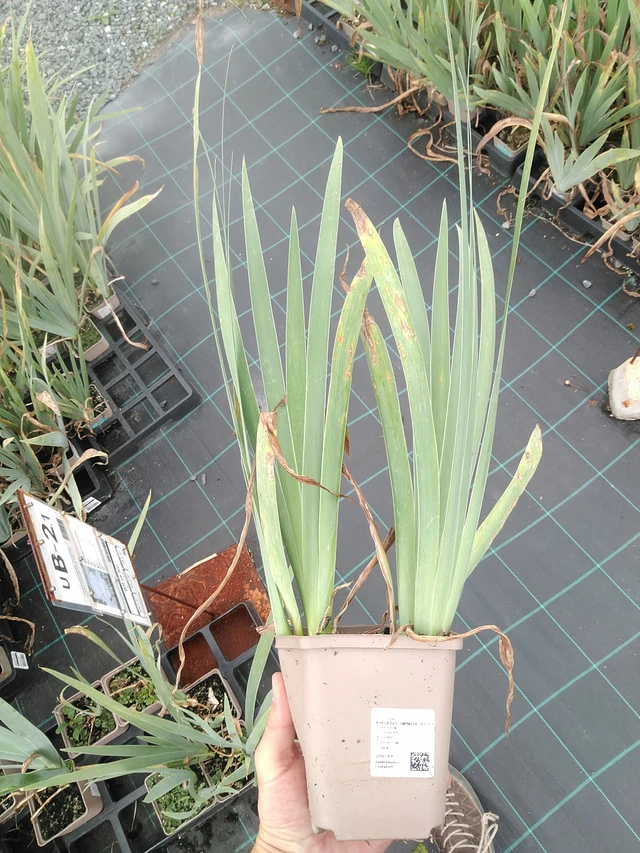 Tarhakurjenmiekka Immortality - 21. 7. 2025