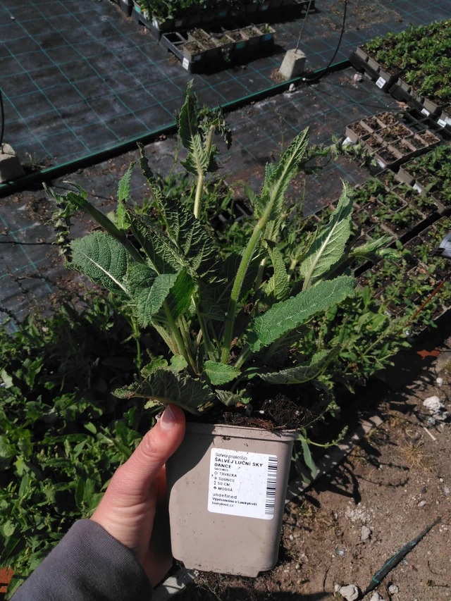 Salvia pratensis Sky Dance - 13. 5. 2025