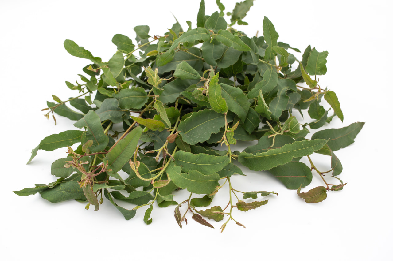 Citroeneucalyptus, Loukykvět