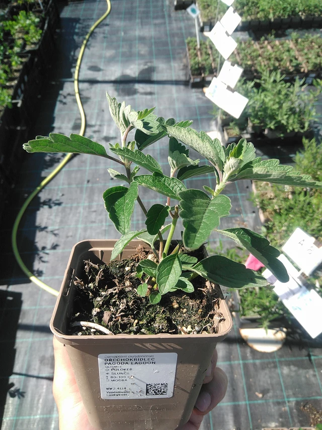 Cariópteris Pagoda Lagoon - 30. 6. 2025