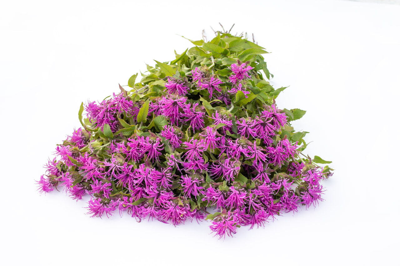 Väriminttu Pink Suprême, Loukykvět