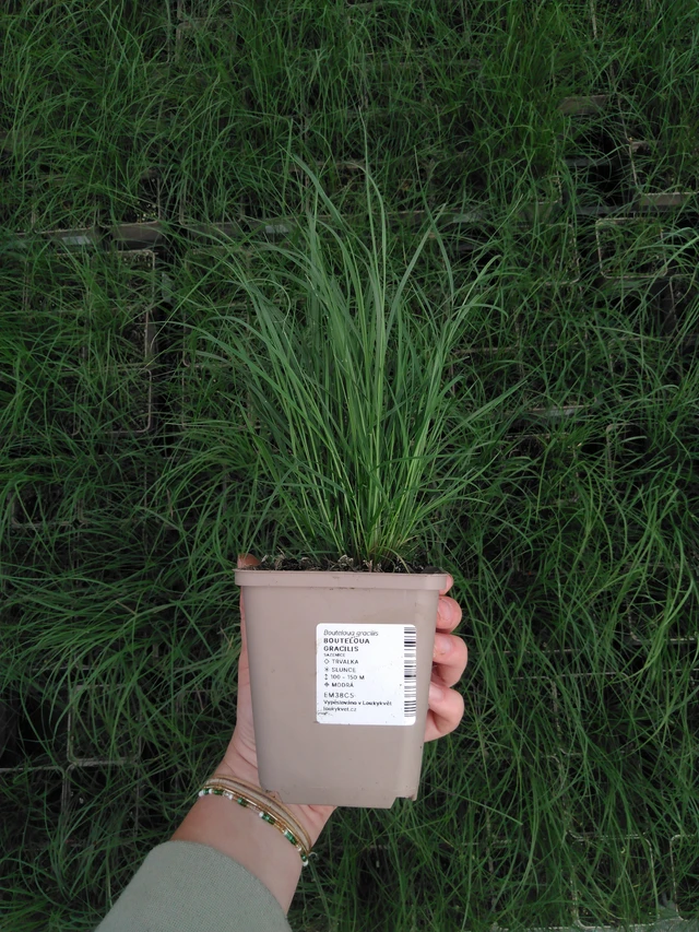 Moskiittoruoho - 2024