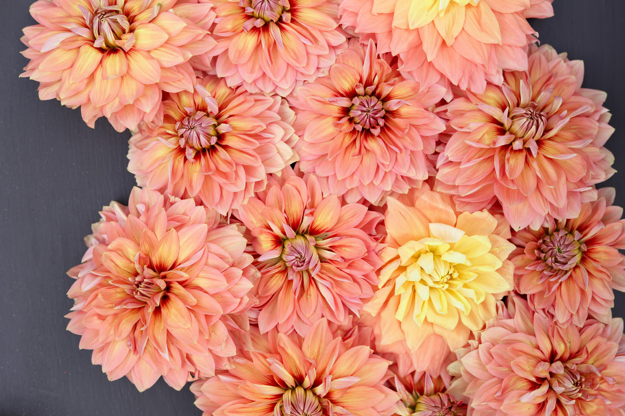 Daalia Nicholas, Loukykvět