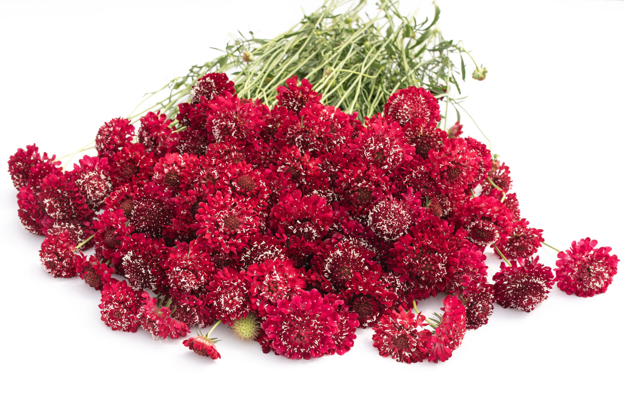 Komeatörmäkukka QIS Scarlet, Loukykvět