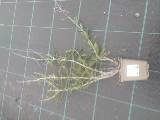 Pioska Blue Spire - 10. 10. 2025