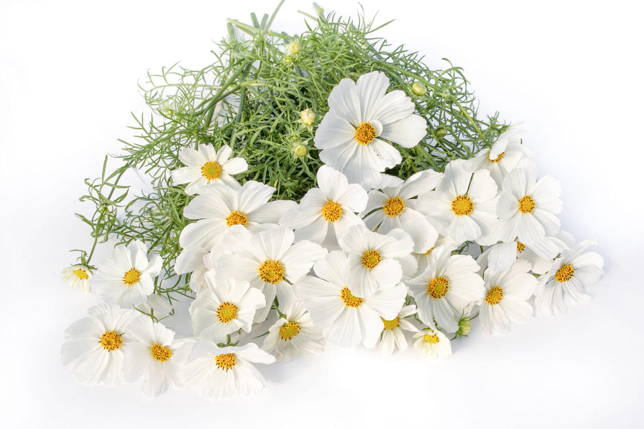 Cosmos Afternoon White, Loukykvět