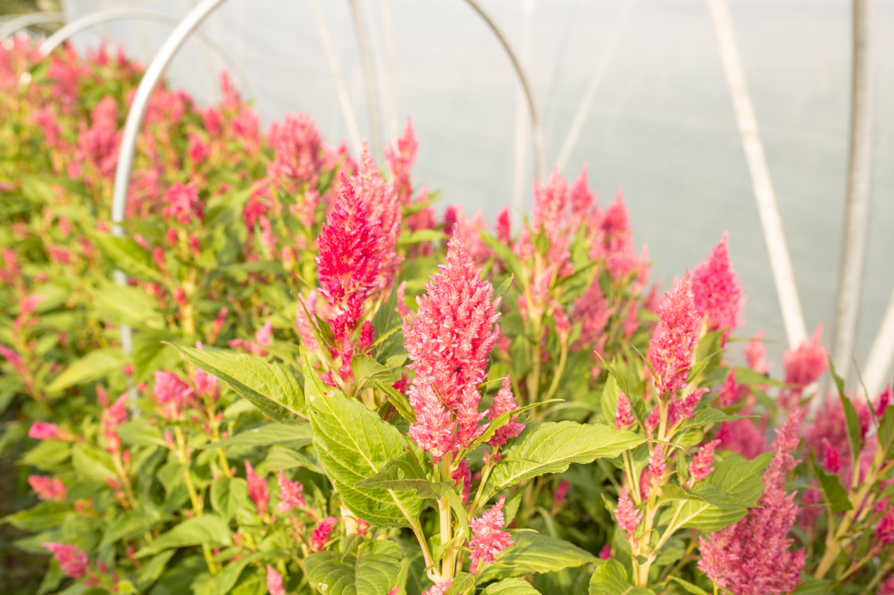 Kukonharja Sunday Bright Pink, Loukykvět