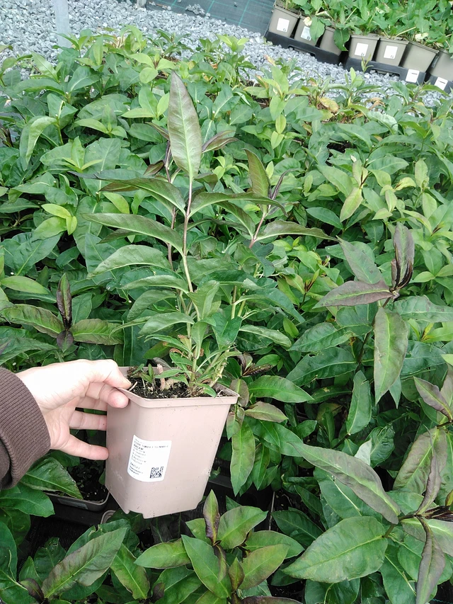 Syysleimu Sweet Summer Dream - 9. 6. 2025