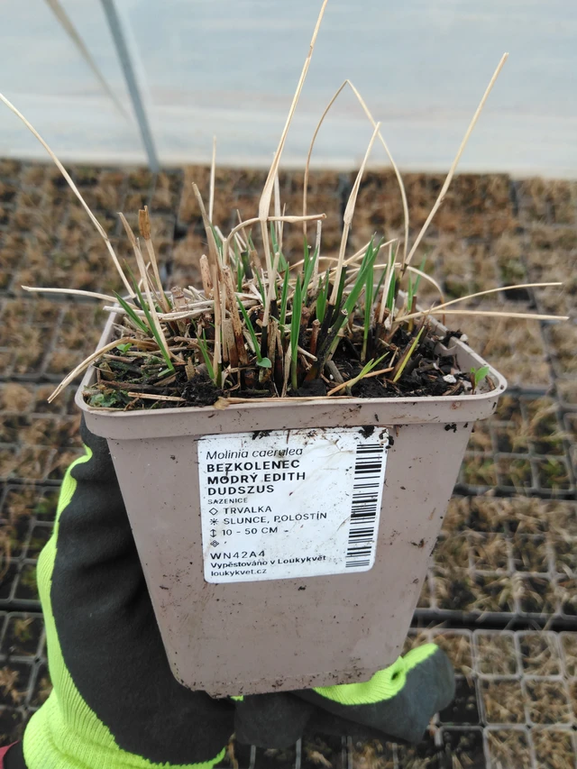 Molinia Edith Dudszus - 8. 4. 2025